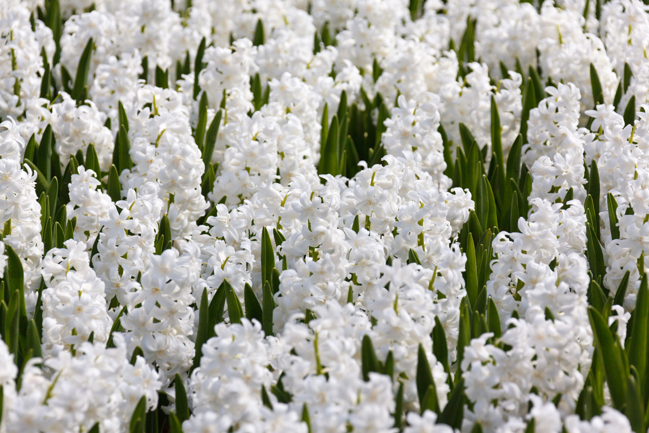 Hiacintas,  Laukas,  Laukai,  Mėlynas,  Balta,  Fonas,  Keukenhof,  Tapetai,  Gėlė,  Gėlės