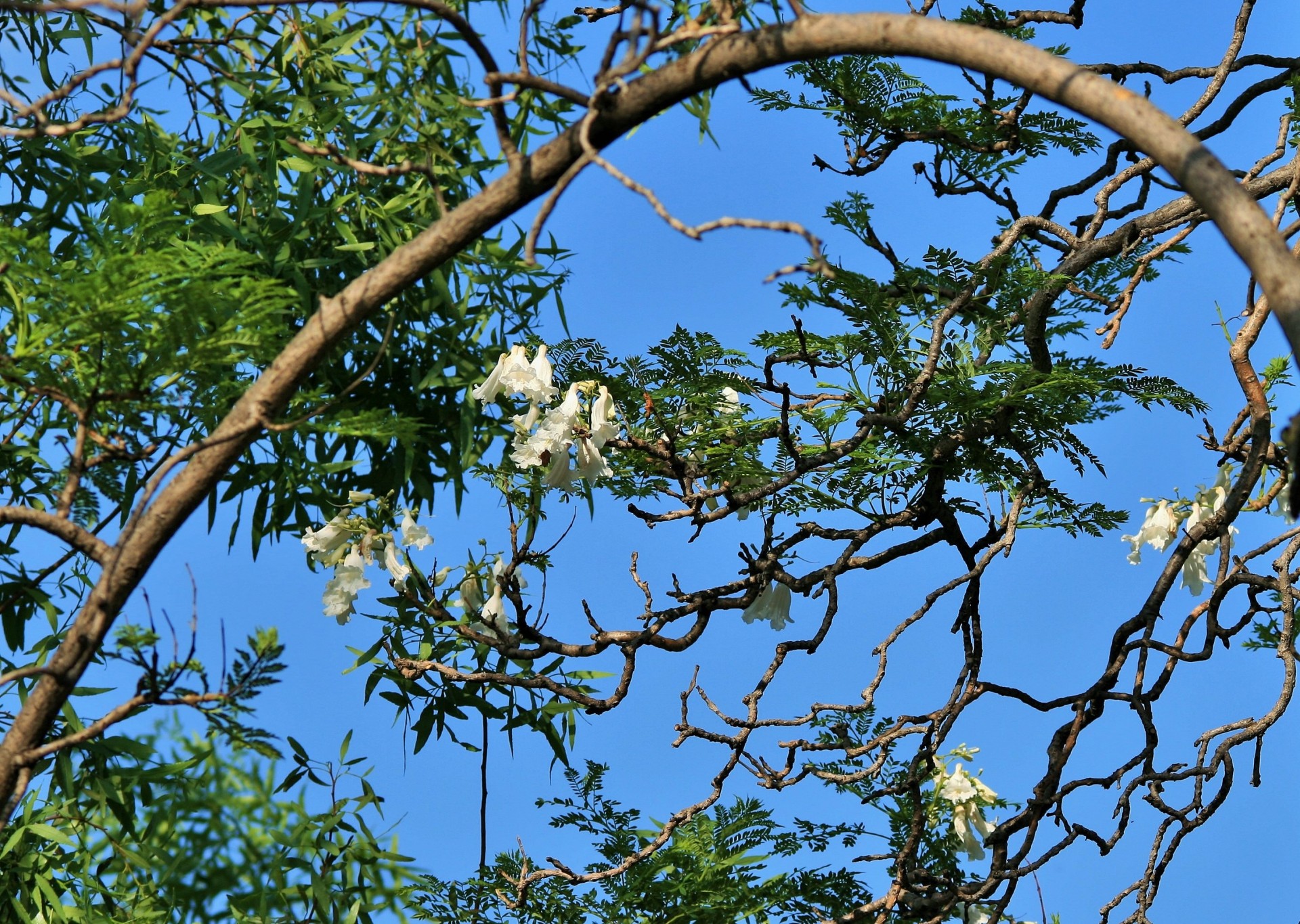 Medis,  Jacaranda,  Gėlės,  Balta,  Balta Jacaranda Gėlės, Nemokamos Nuotraukos,  Nemokama Licenzija