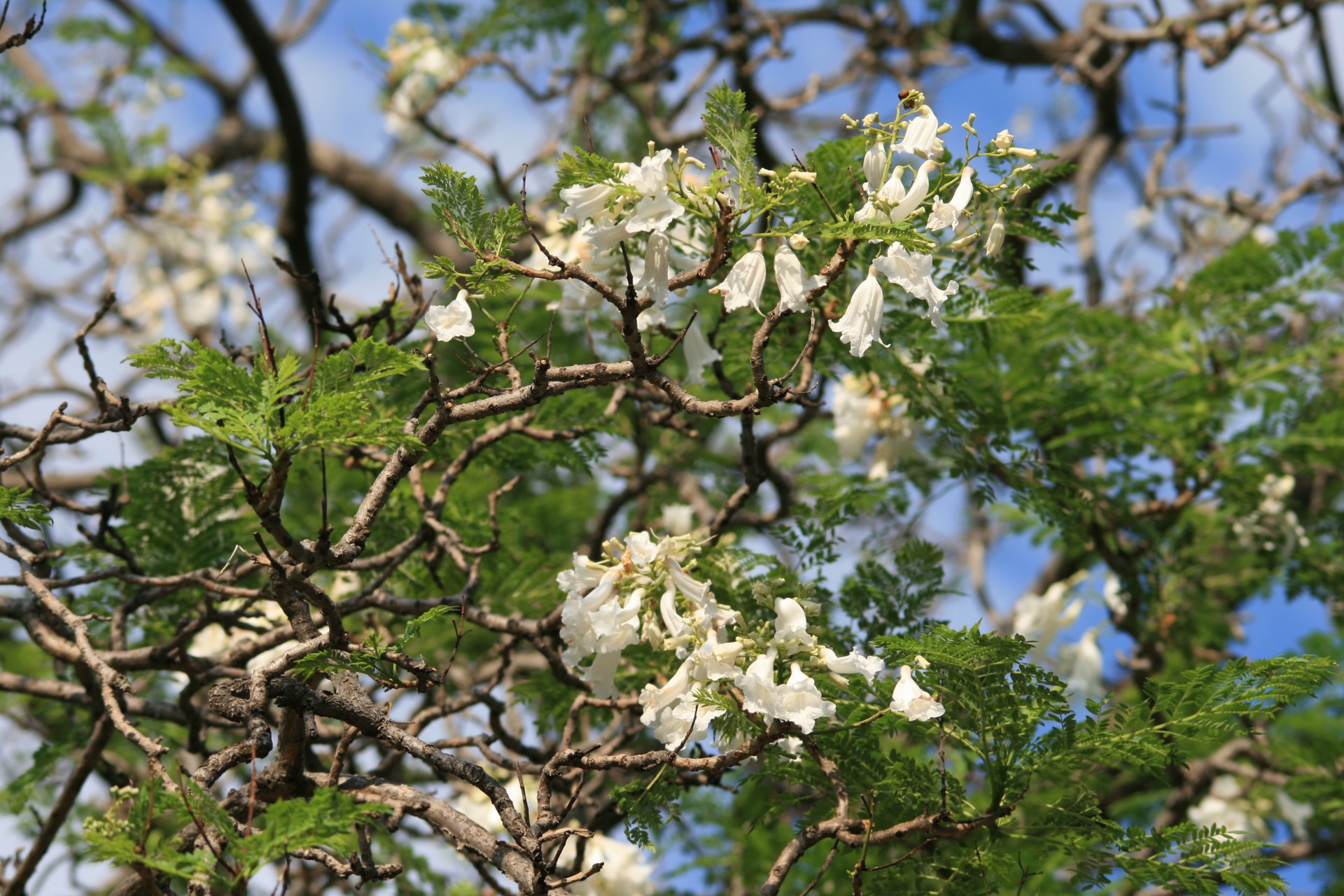 Medis,  Jacaranda,  Gėlės,  Balta,  Lapija,  Žalias,  Baltoji Jacaranda Medis Žydi, Nemokamos Nuotraukos,  Nemokama Licenzija