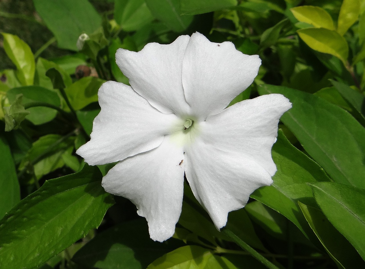 Baltoji Panele,  Gėlė,  Balta,  Thunbergia Fragrans,  Saldas Vynas,  Balta Thunbergia,  Vynmedis,  Dharwad,  Indija, Nemokamos Nuotraukos