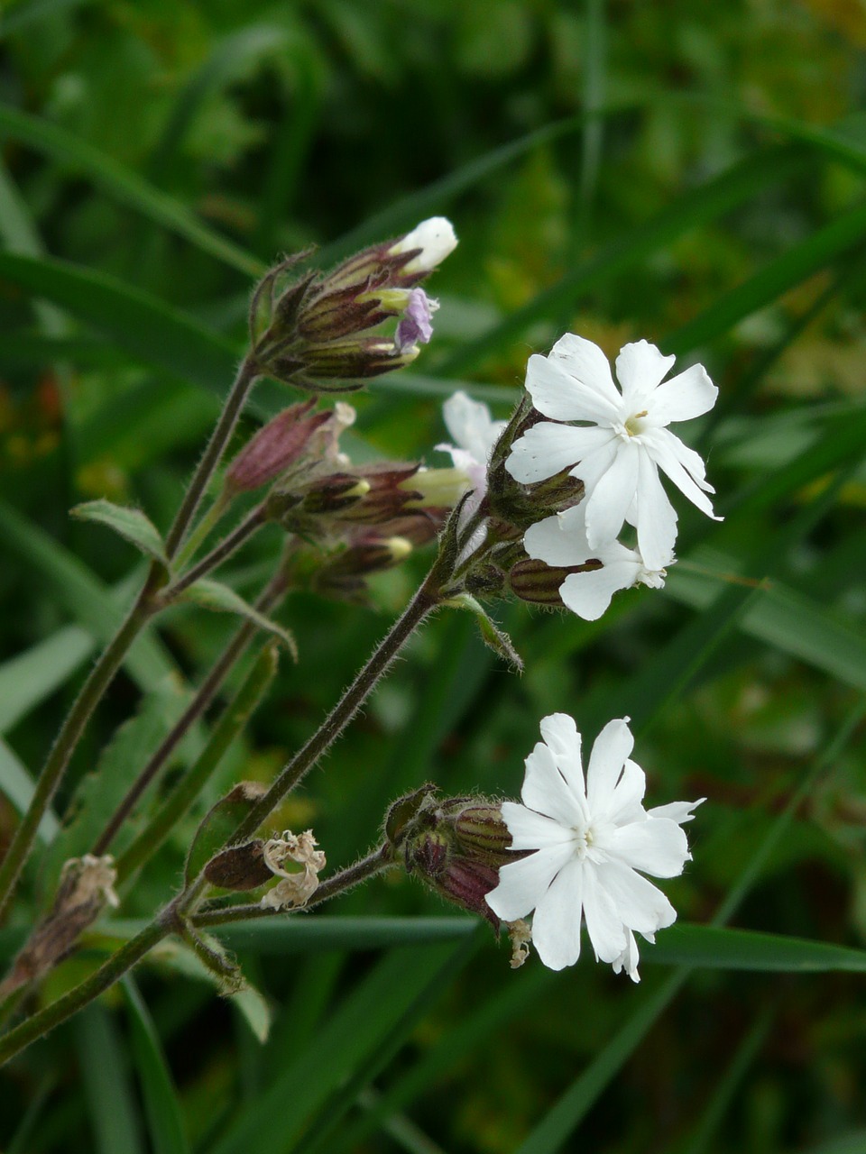 Balta Lichtnelke, Stovykla, Silene Latifolia, Balta Nachtnelke, Baltos Leim Kruopos, Nakties Lichtnelke, Melandriumas, Gvazdikų Šeima, Caryophyllaceae, Žiedas