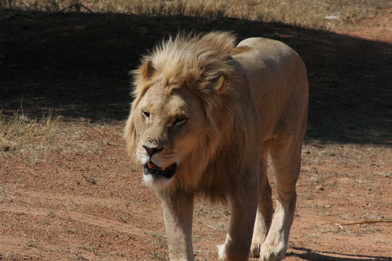 Baltasis Liūtas, Safari, Žiurkė, Liūtas, Nemokamos Nuotraukos,  Nemokama Licenzija