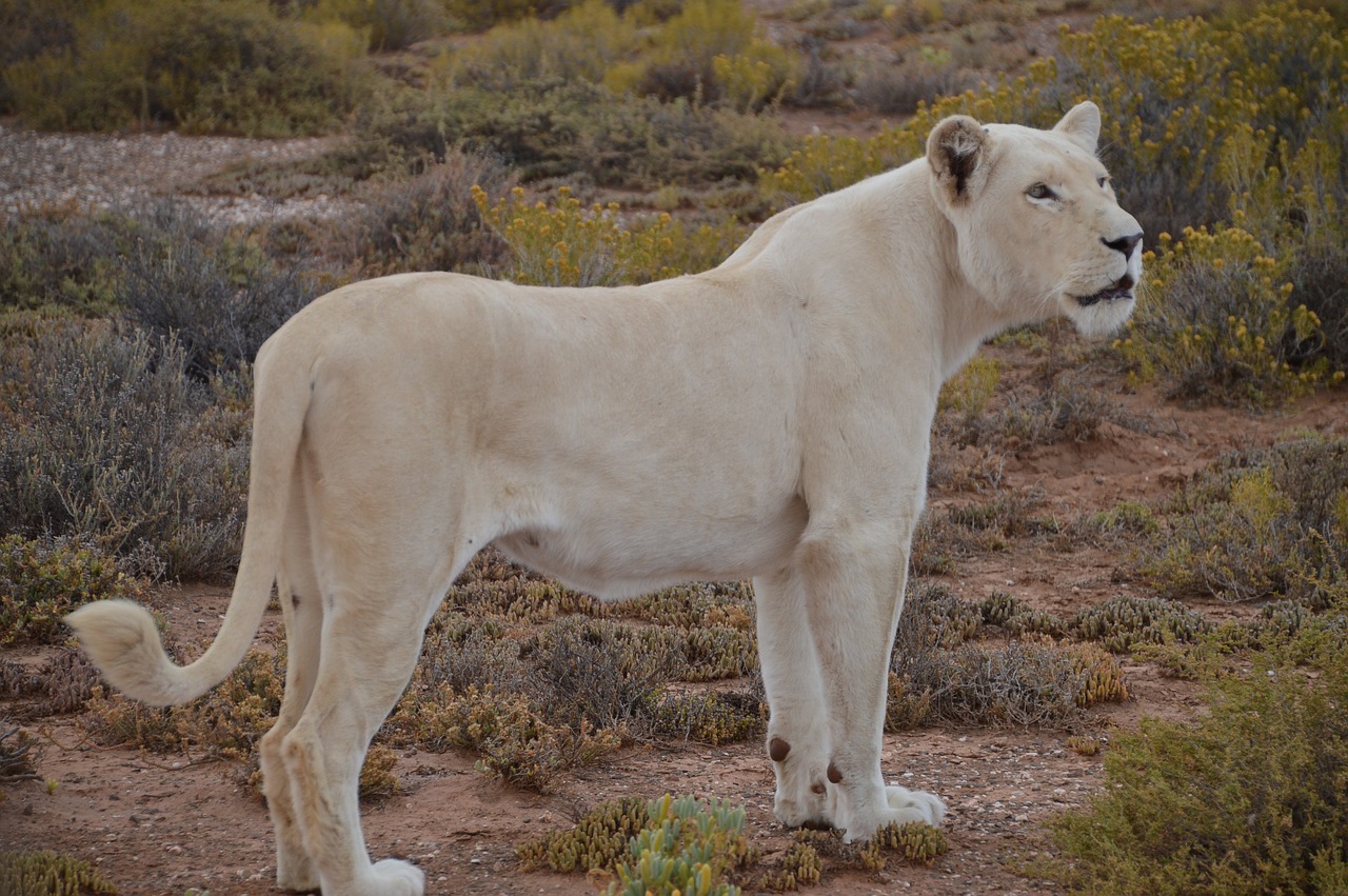 Baltas-Liūtas, Liūtas, Vaikščiojimas-Safari, Gyvūnas, Laukiniai, Balta, Laukinė Gamta, Afrika, Gamta, Laukinis Gyvūnas