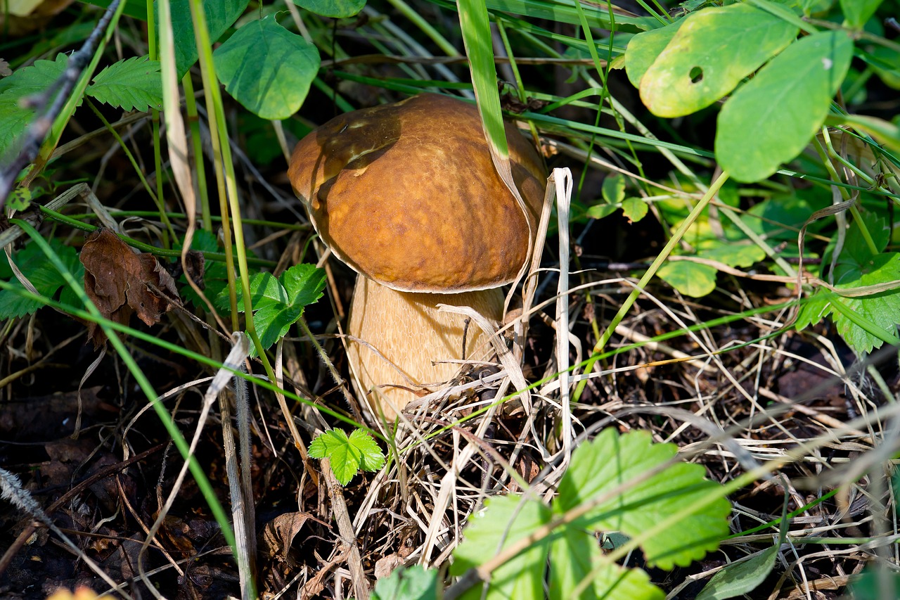 Baltasis Grybas, Gamta, Grybai, Miškas, Valgomieji Grybai, Lapai, Žolė, Ruda, Vasara, Nemokamos Nuotraukos