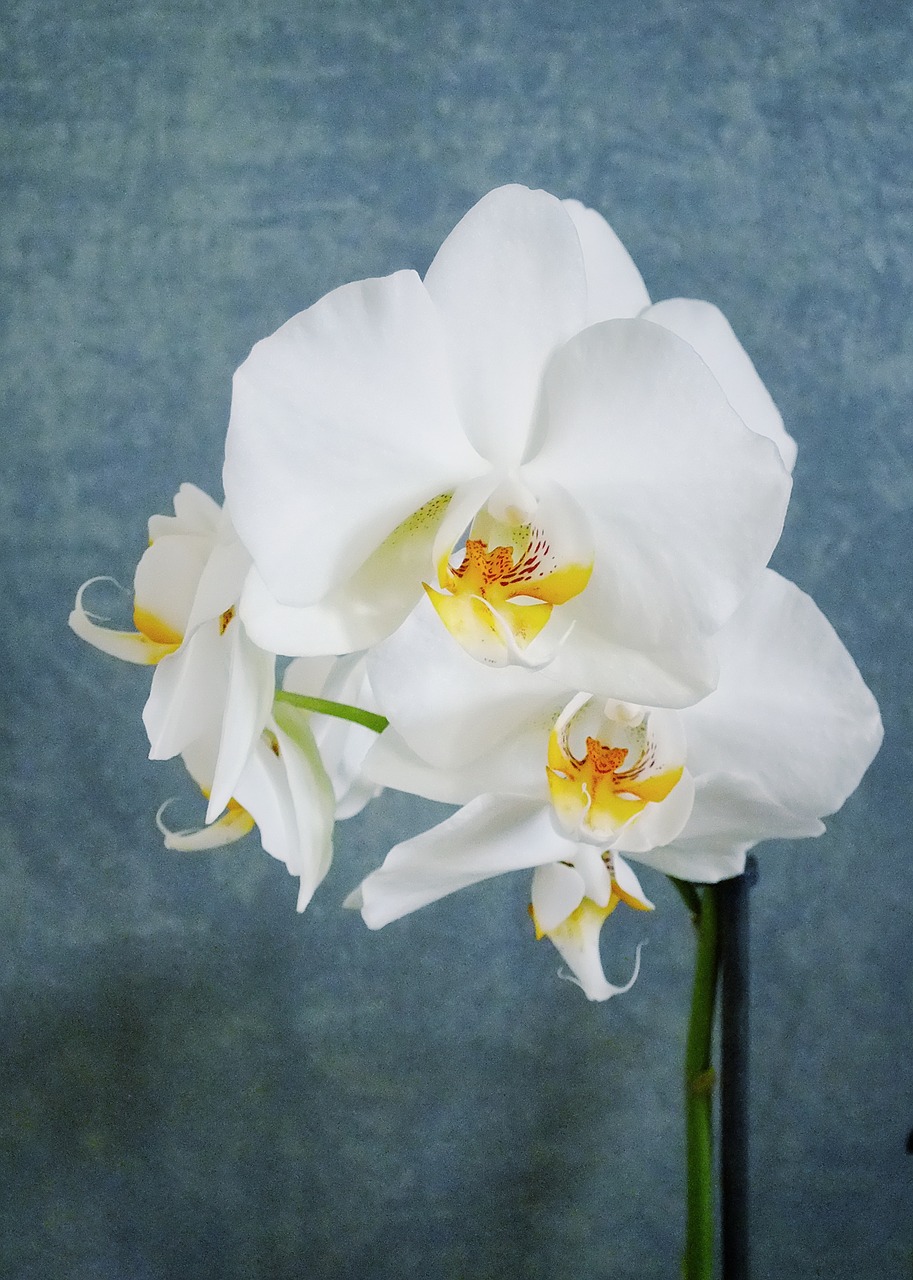 Balta Orchidėja, Orchidėja, Gėlė, Meno, Balta, Augalas, Zen, Pavasaris, Apdaila, Žiedas
