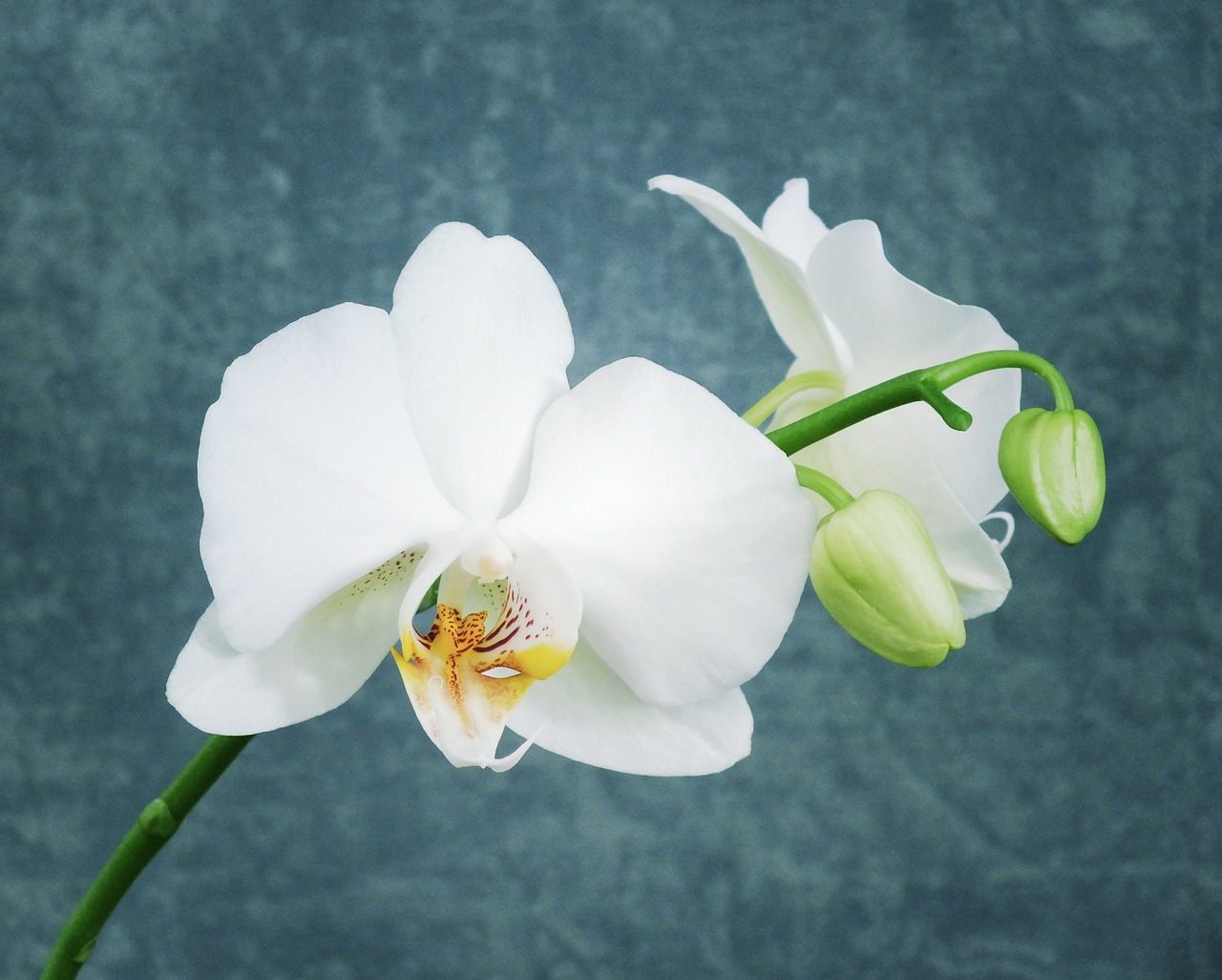 Balta Orchidėja, Orchidėja, Gėlė, Balta, Šviesus, Augalas, Zen, Natūralus, Žiedas, Botanika