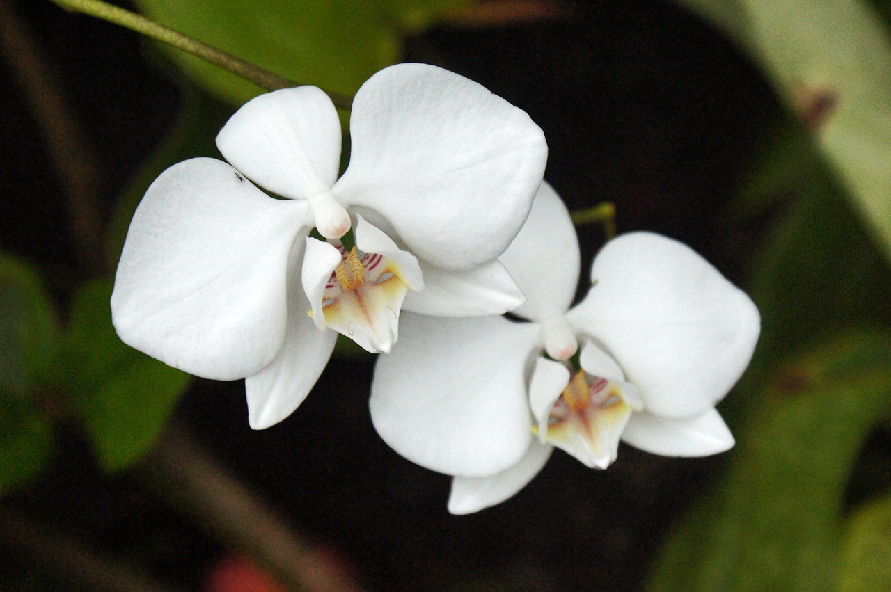 Balta Orchidėja, Gėlė, Orchidėja, Balta, Gamta, Atogrąžų, Žiedlapis, Augalas, Žalias, Natūralus