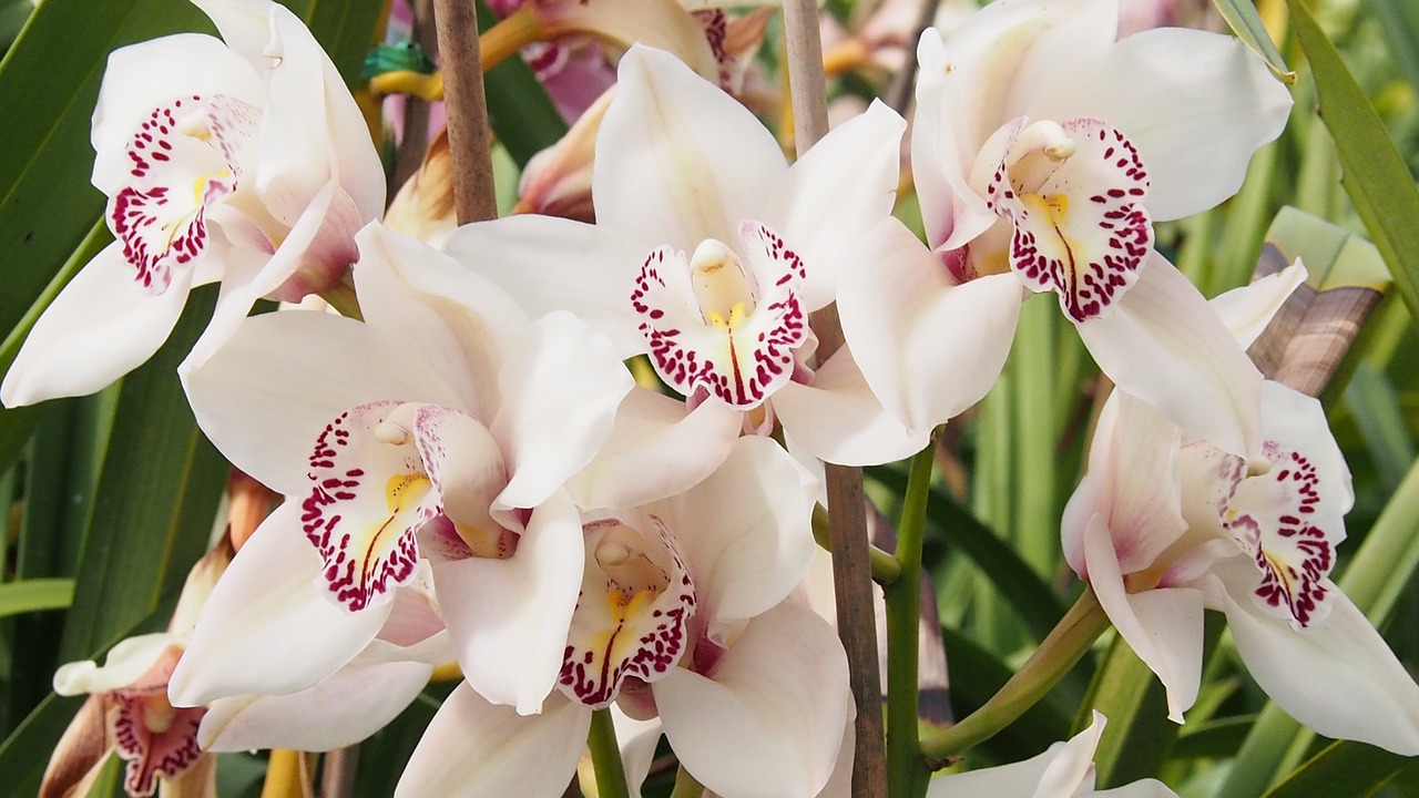 Balta Orchidėja, Orchidėja, Gėlė, Žiedlapis, Balta, Žiedas, Botanikos, Vasara, Pavasaris, Rožinis