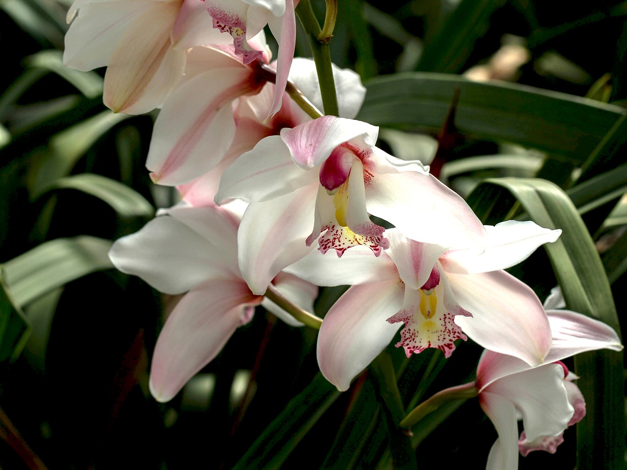 Balta Orchidėja, Orchidėja, Balta Gėlė, Makro, Gėlė, Subtilus, Balta, Žiedas, Žydėti, Gamta