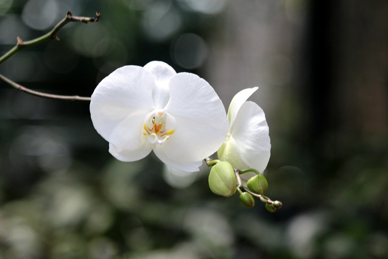Balta Orchidėja, Gėlių Orchidėja, Phalaenopsis, Augalas, Orchidėja, Gėlė, Graži Gėlė, Tropiniai Augalai, Flora, Nemokamos Nuotraukos