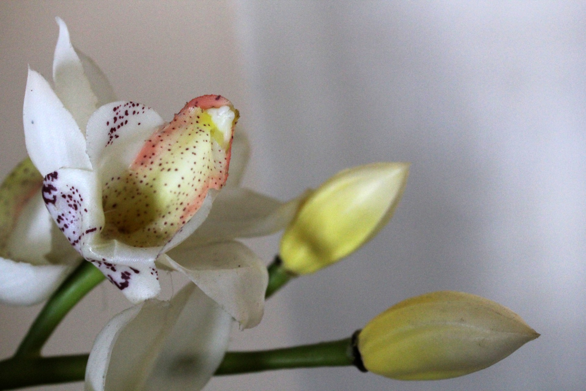 Orchidėjos,  Gėlė,  Balta & Nbsp,  Orchidėjos,  Žiedlapiai,  Fonas,  Balta,  Pumpurai,  Lapai,  Orchidėja