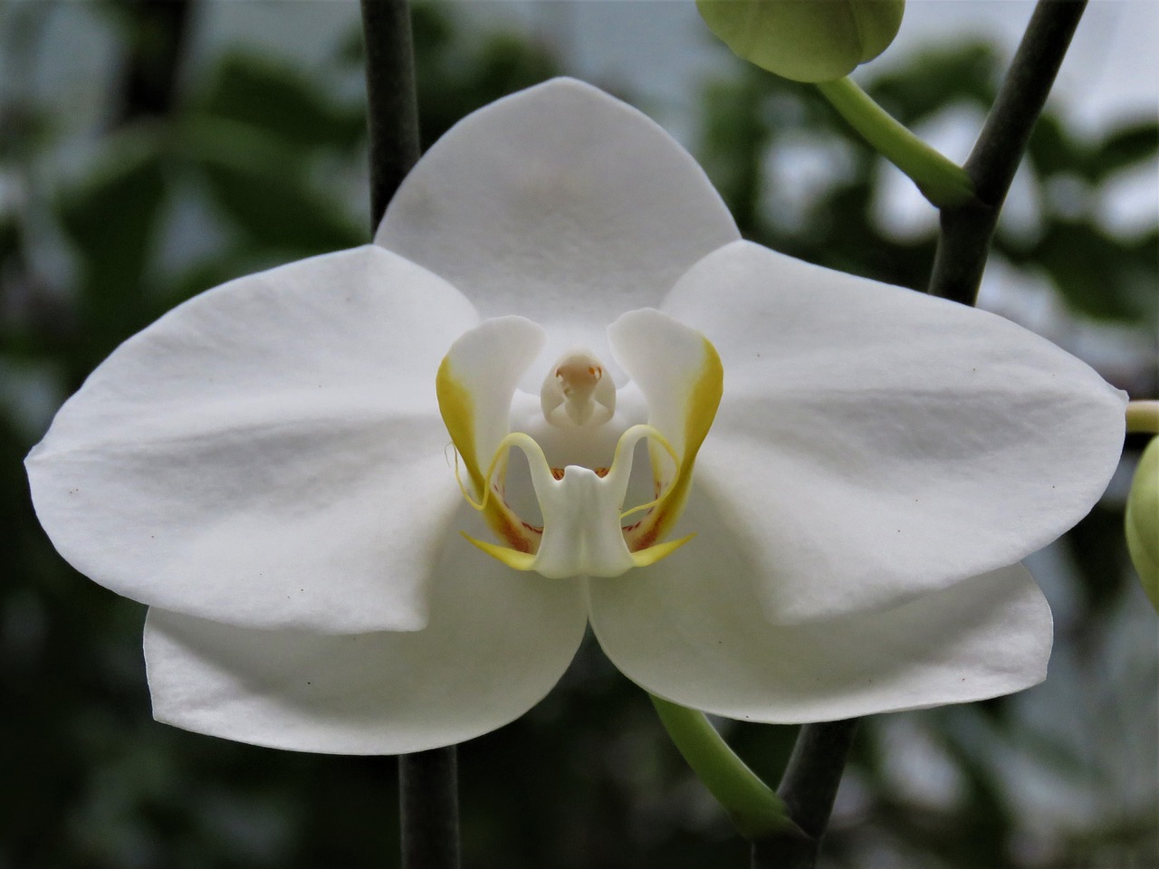 Balta Orchidėja, Tropinės Gėlės, Sodas, Orchidėja, Nemokamos Nuotraukos,  Nemokama Licenzija