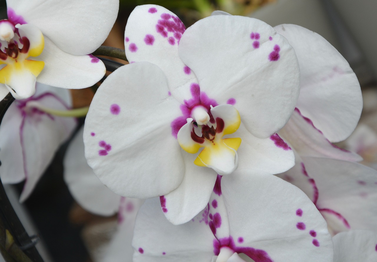 Balta Orchidėja, Violetinė, Gėlės, Dekoratyvinis, Pasiūlymas, Augalas, Augalai Žydintys, Apdaila, Baltos Orchidėjos, Nemokamos Nuotraukos