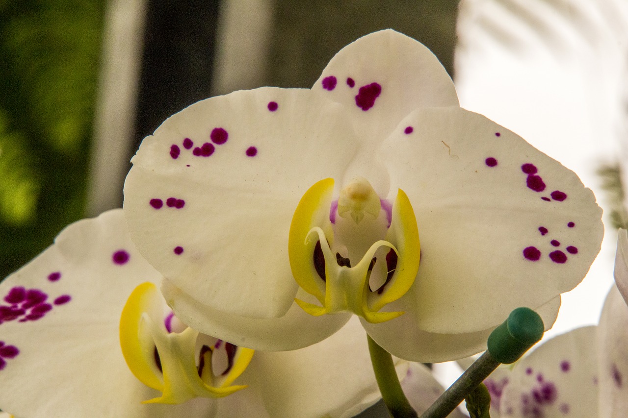 White Orchid,  Gėlė,  Pobūdį,  Augalų,  Spalva,  Tropical,  Orchidėjų,  Grožio,  Gėlių, Nemokamos Nuotraukos