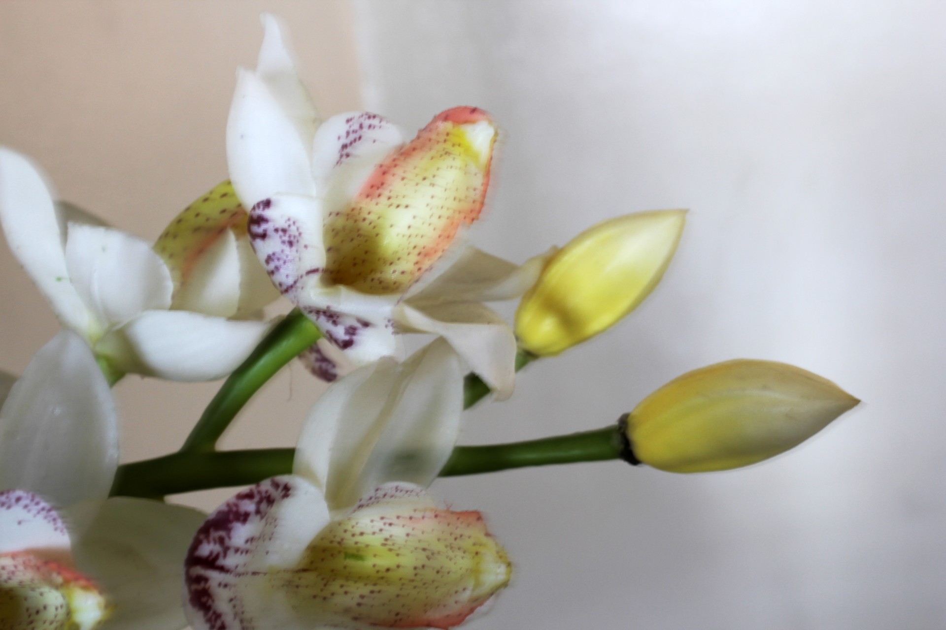 Balta & Nbsp,  Orchidėjos,  Gėlė,  Lapai,  Žiedlapiai,  Balta,  Balta Orchidėja 4, Nemokamos Nuotraukos,  Nemokama Licenzija