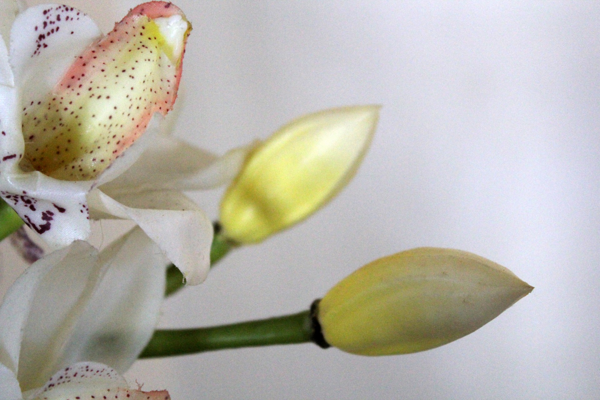 Orchidėjos,  Gėlė,  Balta & Nbsp,  Orchidėjos,  Žiedlapiai,  Fonas,  Balta,  Pumpurai,  Lapai,  Orchidėja