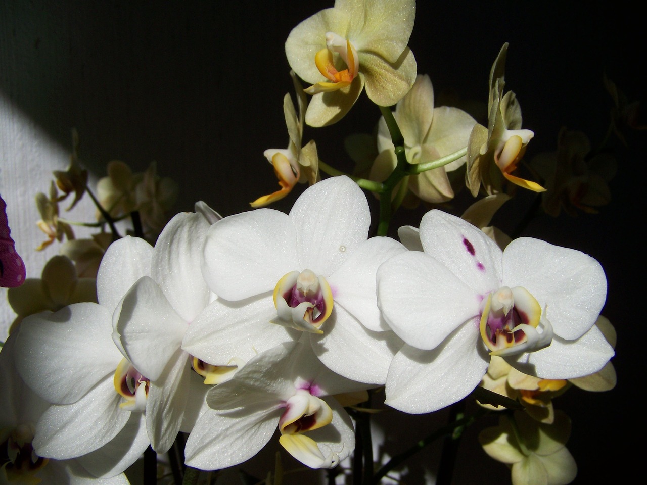 Balta Orchidėja, Geltona Orchidėja, Kambario Augalas, Nemokamos Nuotraukos,  Nemokama Licenzija