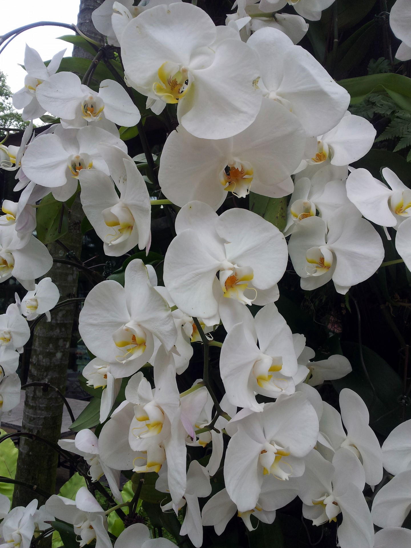 Balta,  Orchidėja,  Gėlė,  Žiedas,  Balta Orchidėjų Gėlė, Nemokamos Nuotraukos,  Nemokama Licenzija