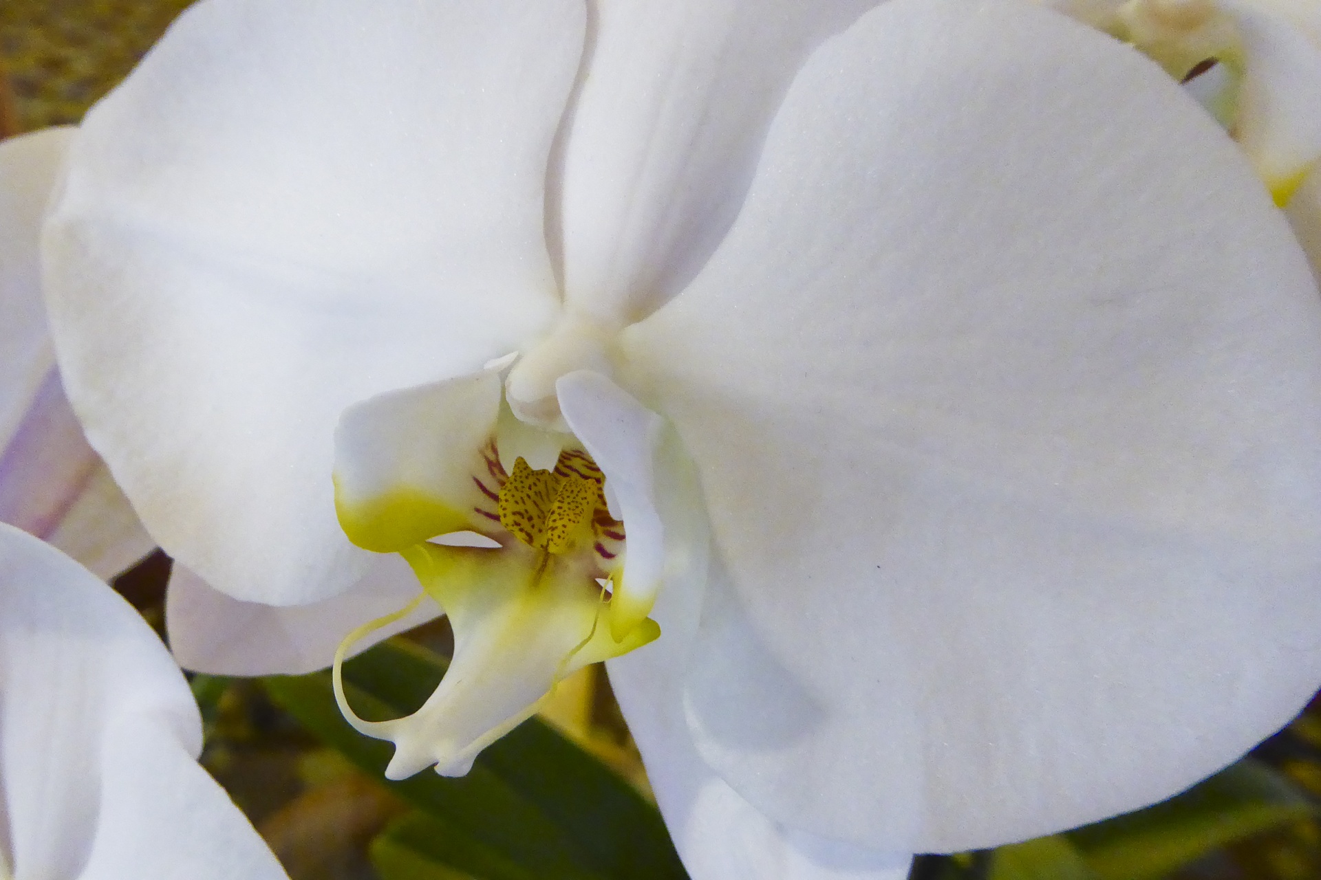 Orchidėja,  Balta,  Gėlė,  Vestuvės,  Phalaenopsis & Nbsp,  Amabilis,  Plačios & Nbsp,  Žiedlapių,  Amabilis,  Gražus