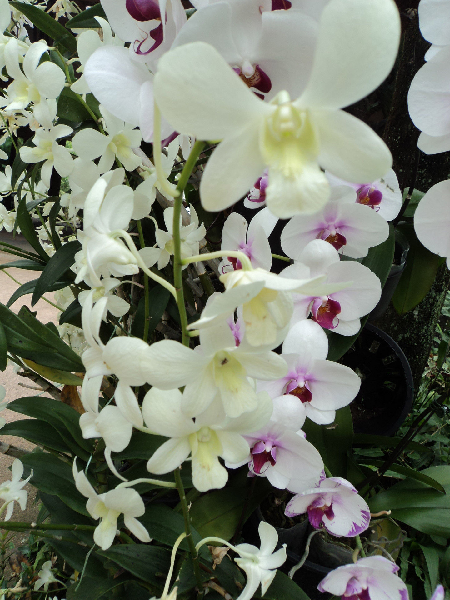 Balta & Nbsp,  Orchidėjos,  Gėlė,  Lapai,  Žiedlapiai,  Balta,  Balti Orchidėjos 2, Nemokamos Nuotraukos,  Nemokama Licenzija