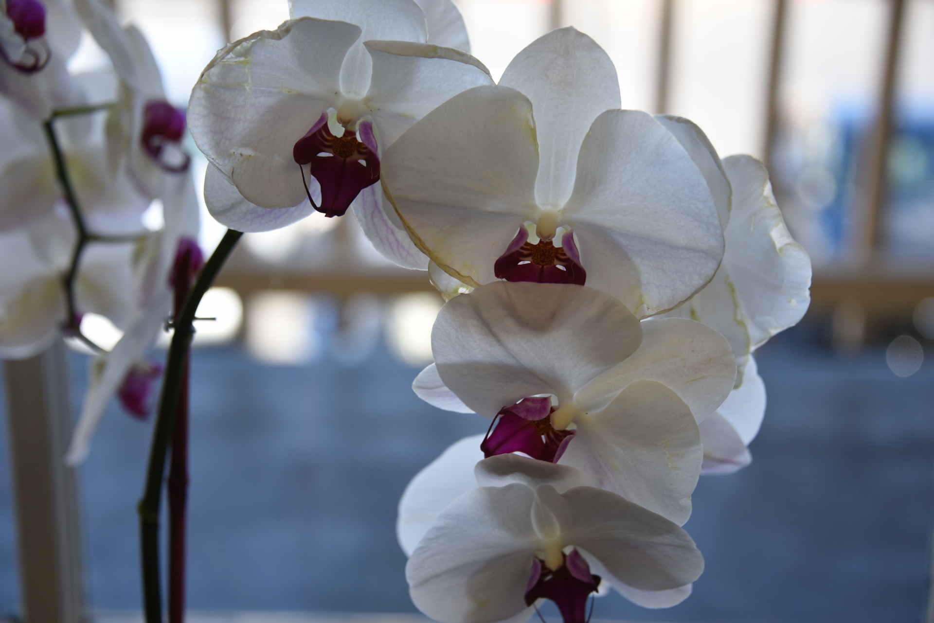 Orchidėjos,  Gėlė,  Gėlės,  Balta,  Violetinė,  Balta Orchidėjų Kaskada, Nemokamos Nuotraukos,  Nemokama Licenzija