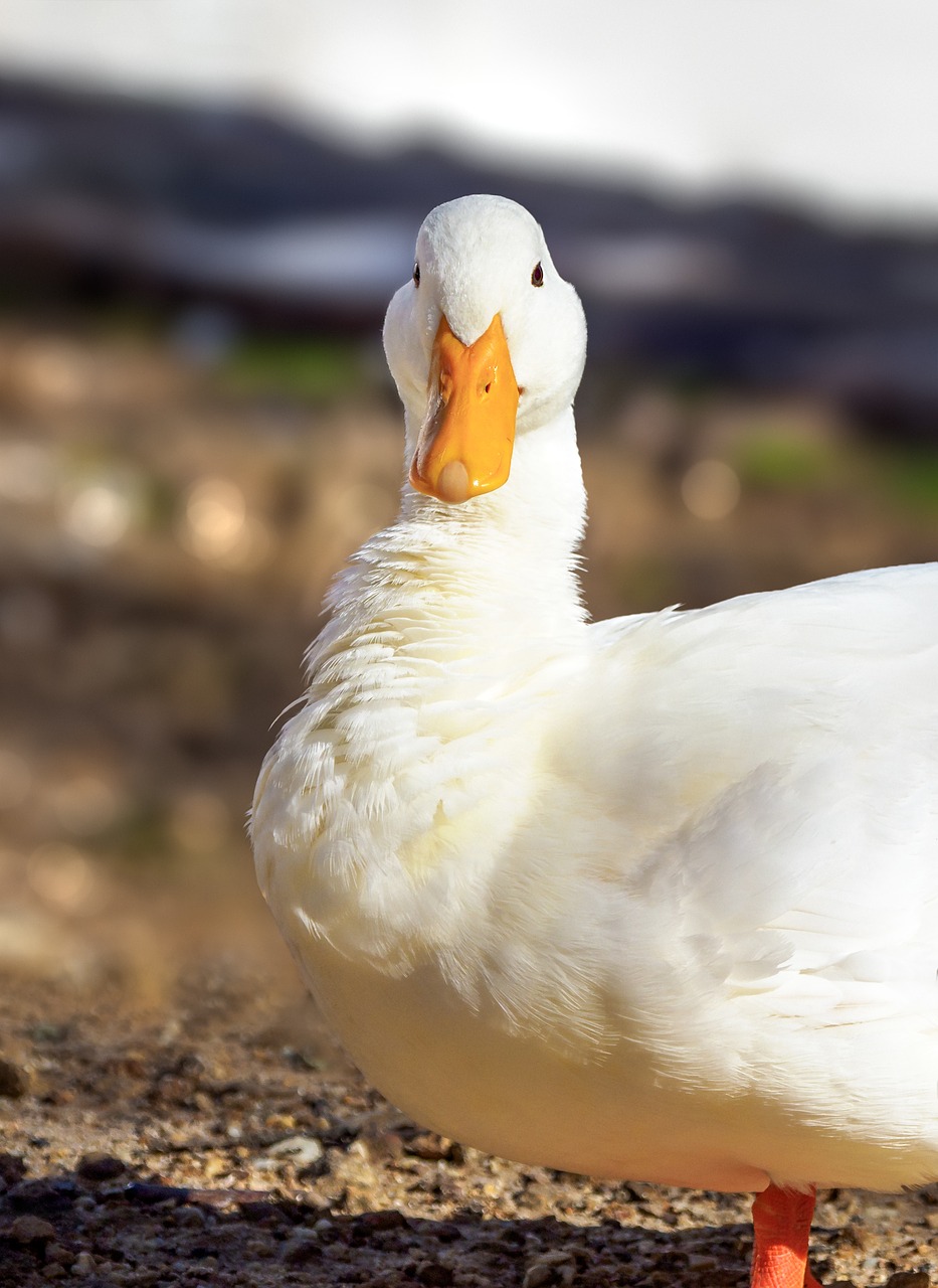 Balta Pekin Antis,  Long Island Antis,  Žąsų,  Paukštis,  Antis,  Baltos Spalvos,  Gyvūnas,  Žąsų,  Pobūdį,  Snapas