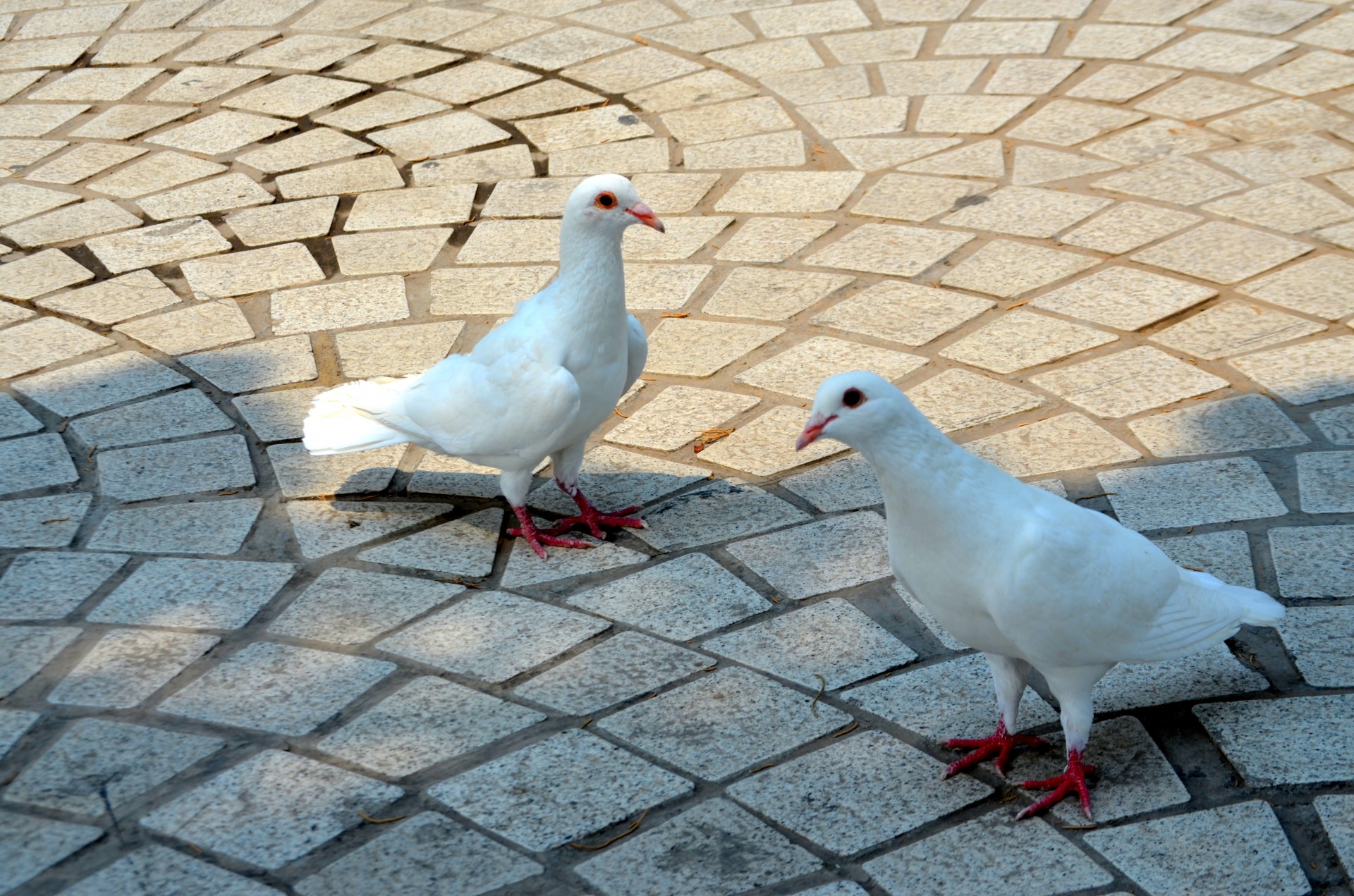 Gyvūnai,  Paukštis,  Paukščiai,  Balandis,  Albino,  Balandžiai,  Parkas,  Balti Balandžiai, Nemokamos Nuotraukos,  Nemokama Licenzija