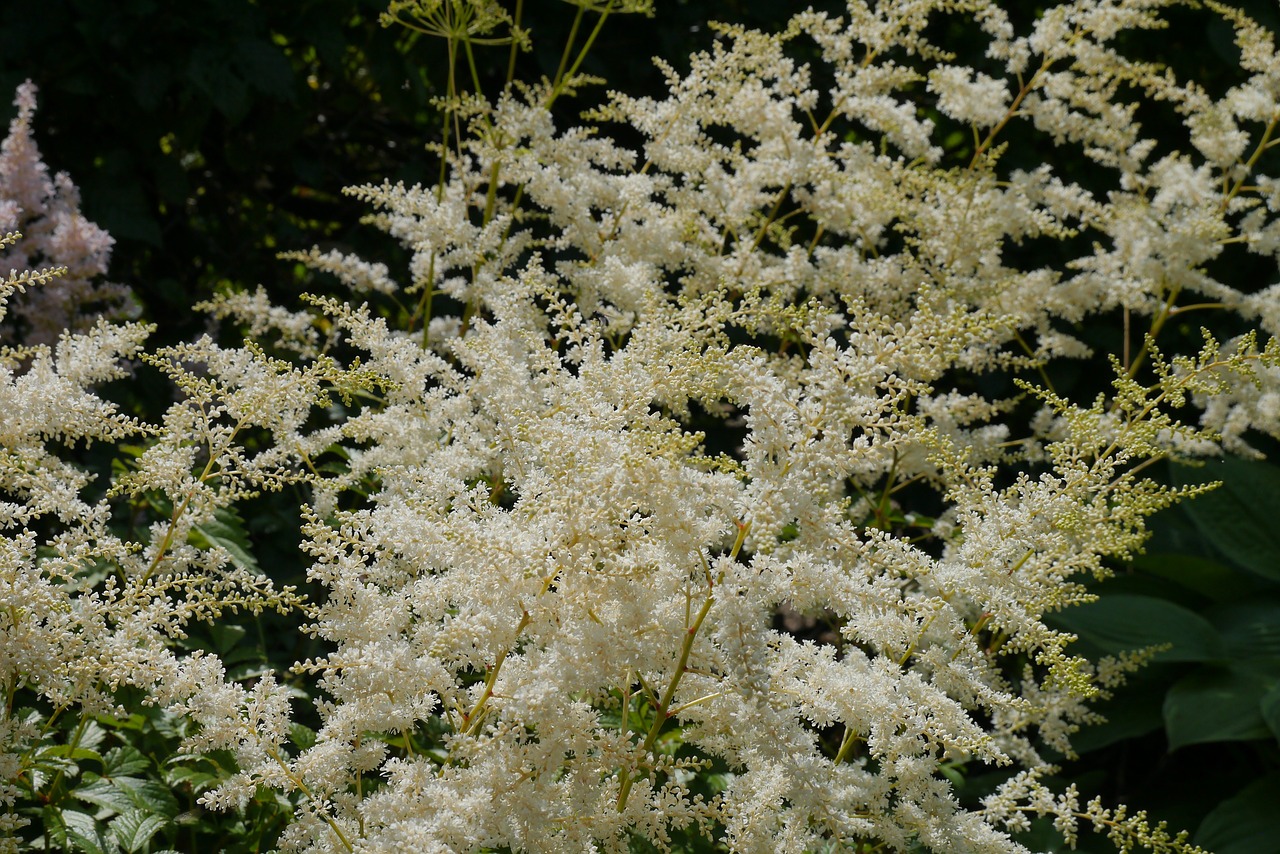 Balta Augalija, Krūmas, Vasaros Saulė, Gėlės, Sodas, Astilbe, Nemokamos Nuotraukos,  Nemokama Licenzija