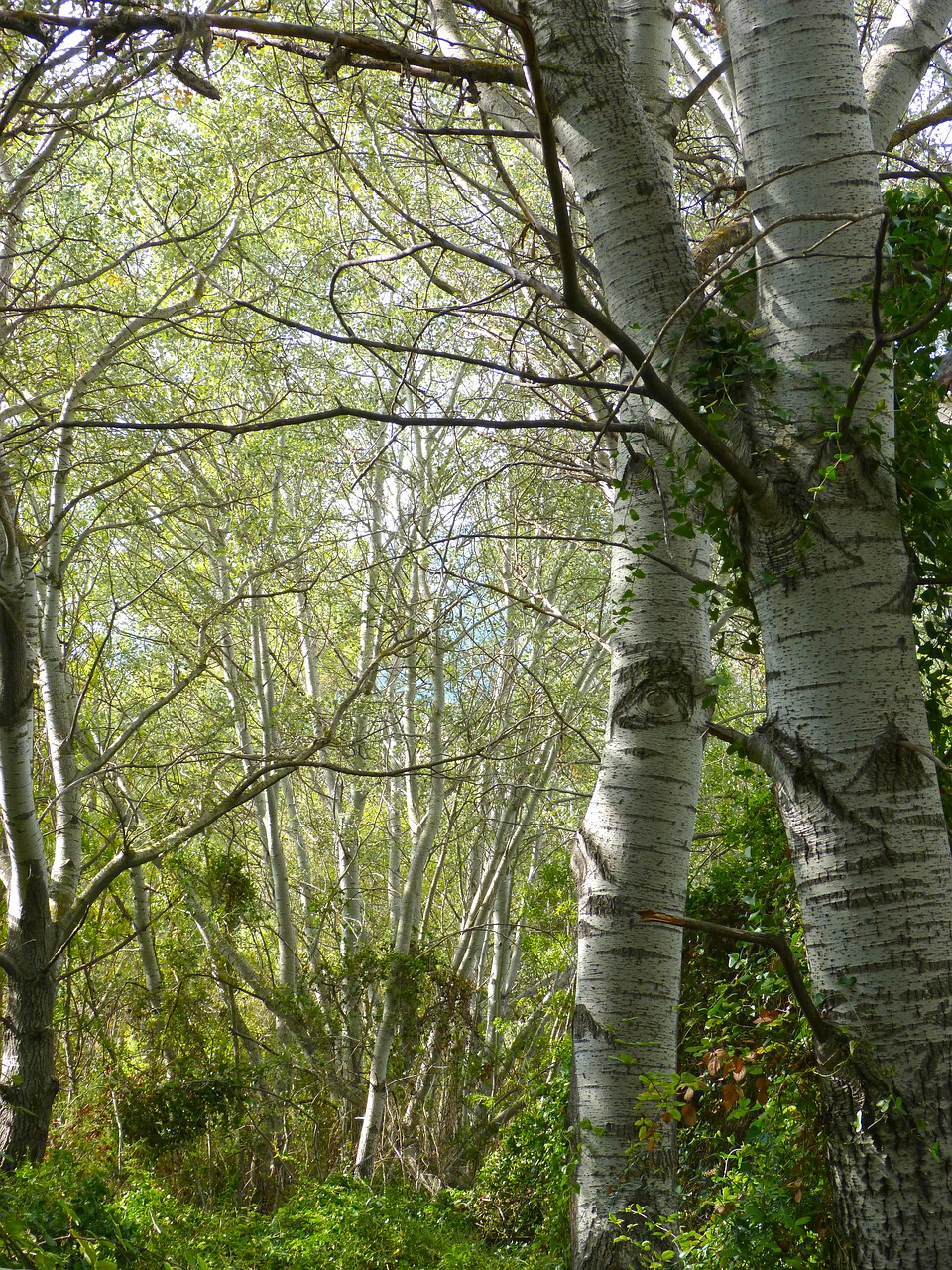 Balta Tualele, Pakrančių Miškas, Alameda, Populus Alba, Alber, Nemokamos Nuotraukos,  Nemokama Licenzija