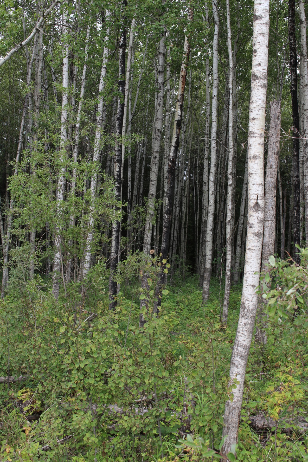 Balta,  Tuopa,  Medis,  Drebulys,  Aspen,  Miškas,  Baltos Paprastosios Medžio Drebulės Drebulės, Nemokamos Nuotraukos,  Nemokama Licenzija