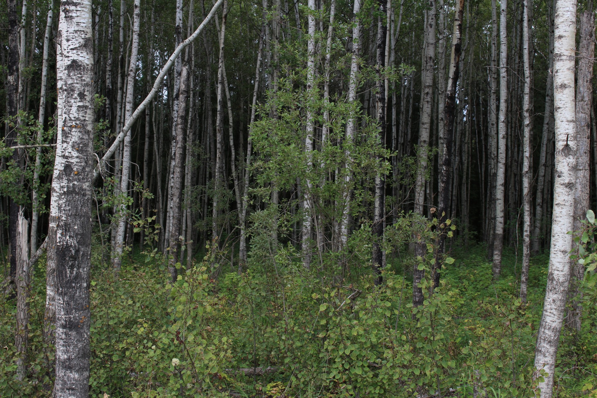 Balta,  Tuopa,  Medis,  Drebulys,  Aspen,  Miškas,  Baltos Paprastosios Medžio Drebulės Drebulės, Nemokamos Nuotraukos,  Nemokama Licenzija