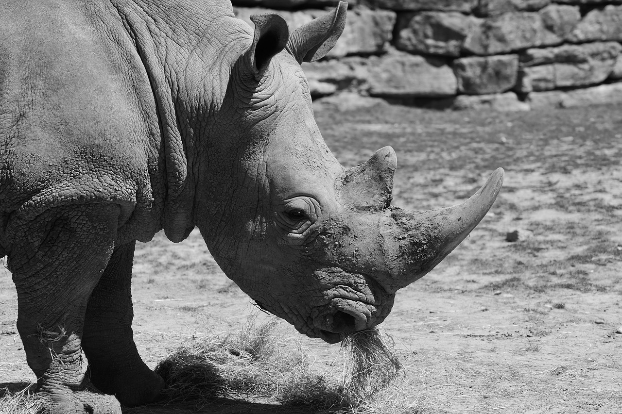 Baltasis Raganas, Zoologijos Sodas, Afrika, Laukinis Gyvūnas, Raukšlės, Nemokamos Nuotraukos,  Nemokama Licenzija