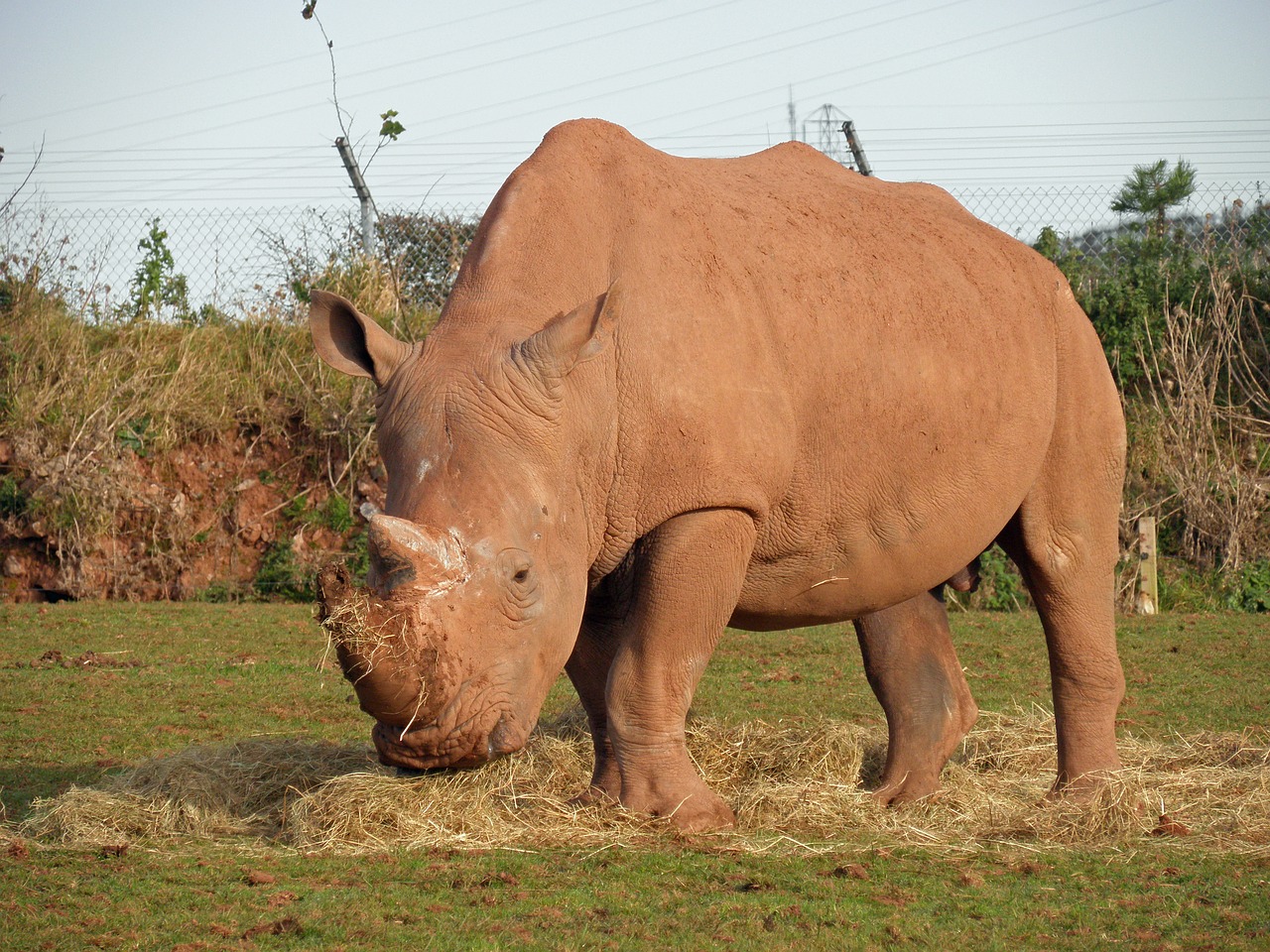 Baltasis Raganas, Rhino, Žinduolis, Raganos, Laukinė Gamta, Nykstantis, Gyvūnas, Nemokamos Nuotraukos,  Nemokama Licenzija