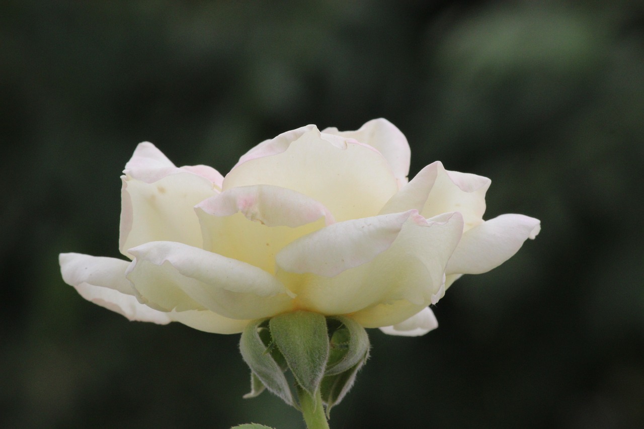 Balta Rožė, Balta Rožė, Gėlė, Rožė, Gamta, Nemokamos Nuotraukos,  Nemokama Licenzija
