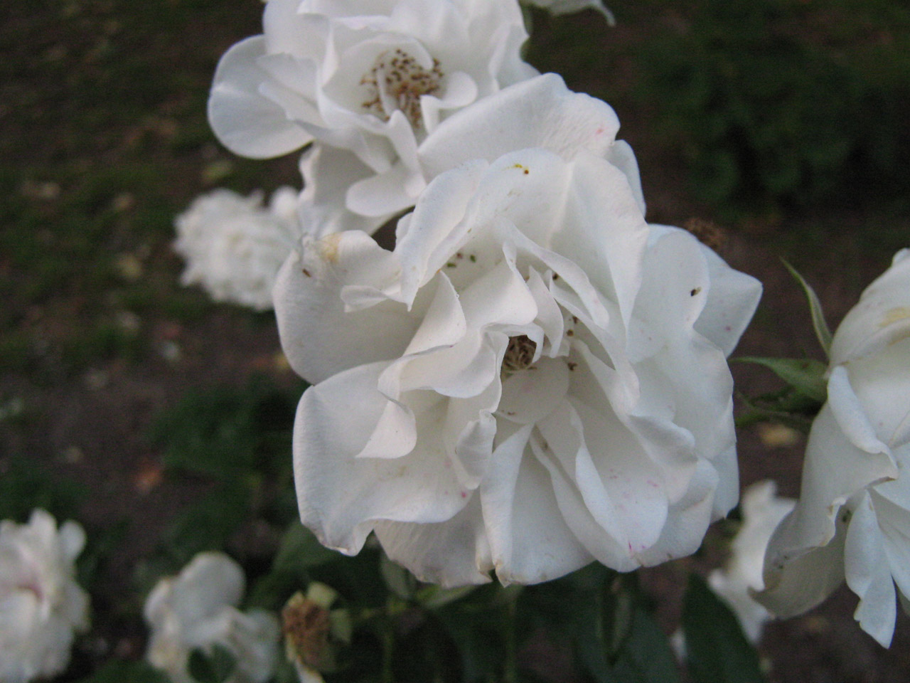 Gėlė,  Balta,  Rožė,  Balta Rožė, Nemokamos Nuotraukos,  Nemokama Licenzija