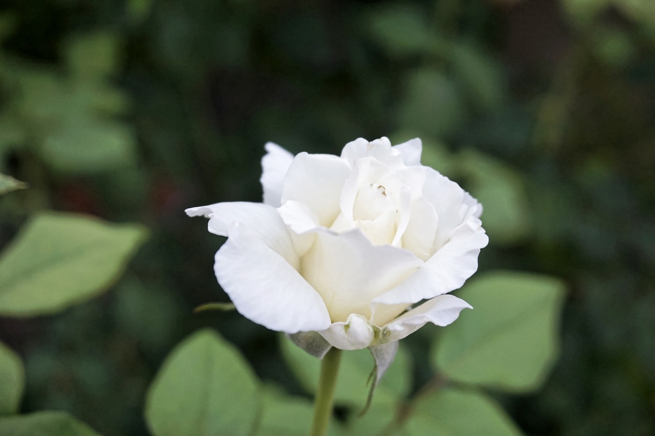 Balta Rožė, Romantika, Gėlė, Nemokamos Nuotraukos,  Nemokama Licenzija