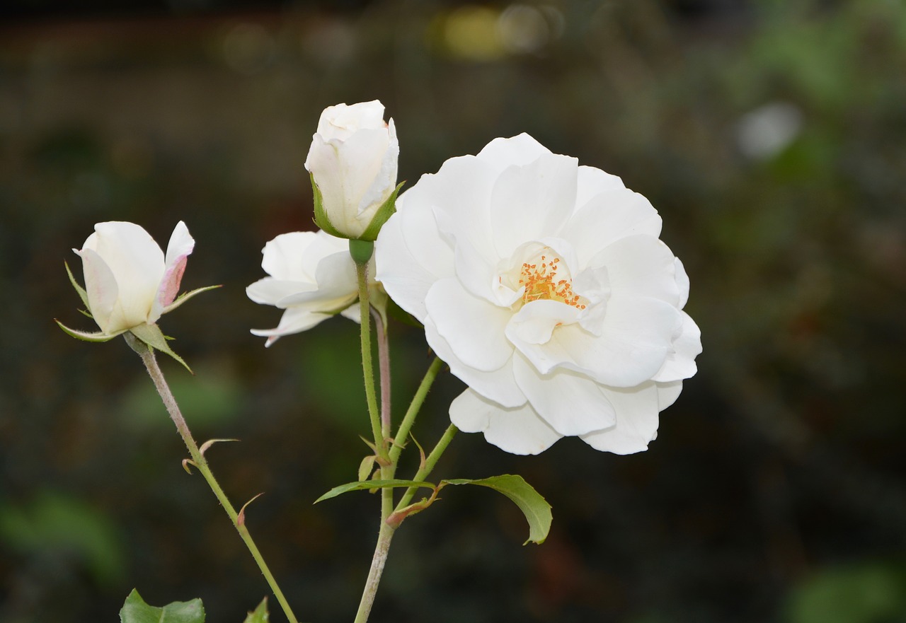 Balta Rožė, Mygtukai, Gėlės, Gamta, Sodo Pasiūlymas, Mygtukų Gėlė, Nemokamos Nuotraukos,  Nemokama Licenzija