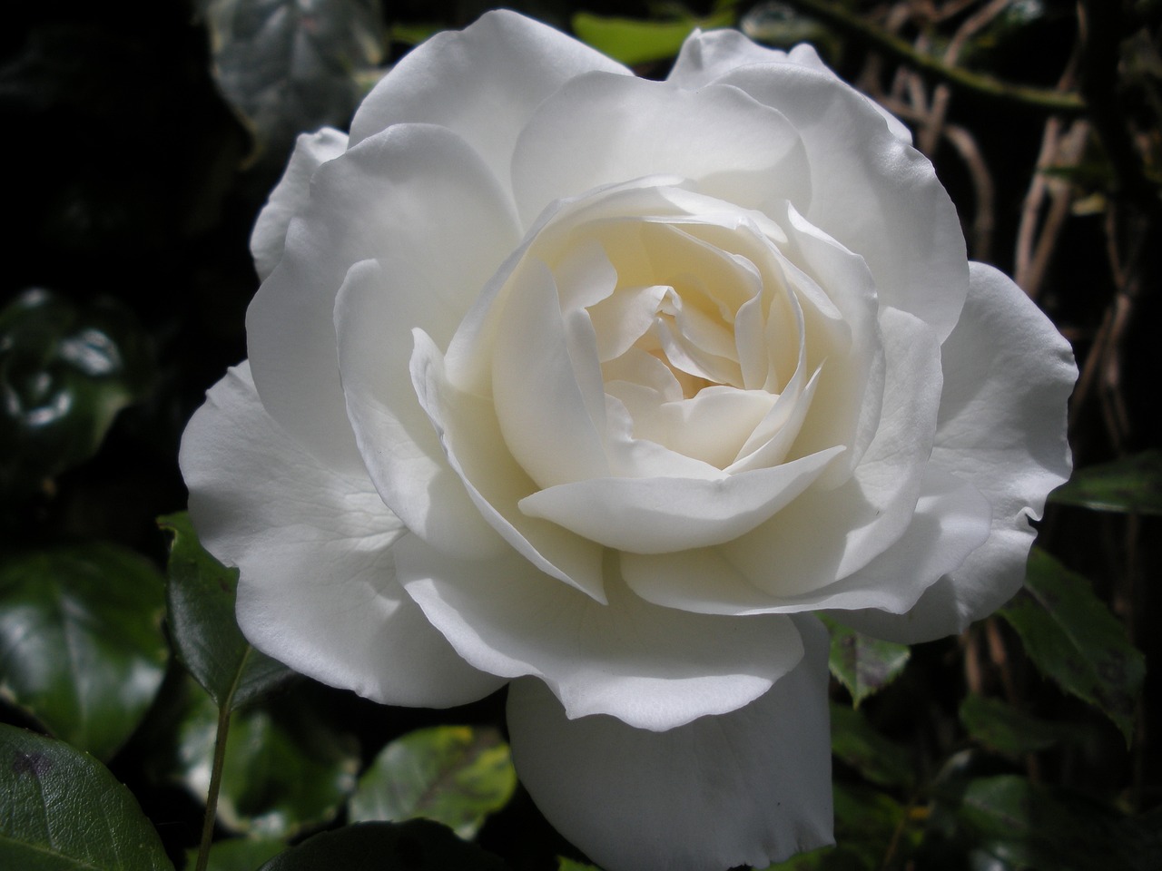 Balta Rožė, Gėlė, Sodas, Nemokamos Nuotraukos,  Nemokama Licenzija