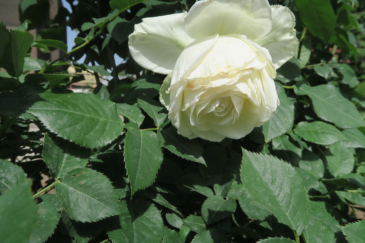 Balta Rožė,  Išaugo,  Gėlė,  Augalų,  Lapai,  Gamta, Nemokamos Nuotraukos,  Nemokama Licenzija