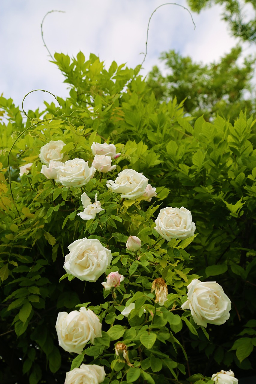 Balta Rožė,  Išaugo,  Atauga,  Tremtis,  Augalų,  Gėlė,  Medis,  Pumpuras, Nemokamos Nuotraukos,  Nemokama Licenzija