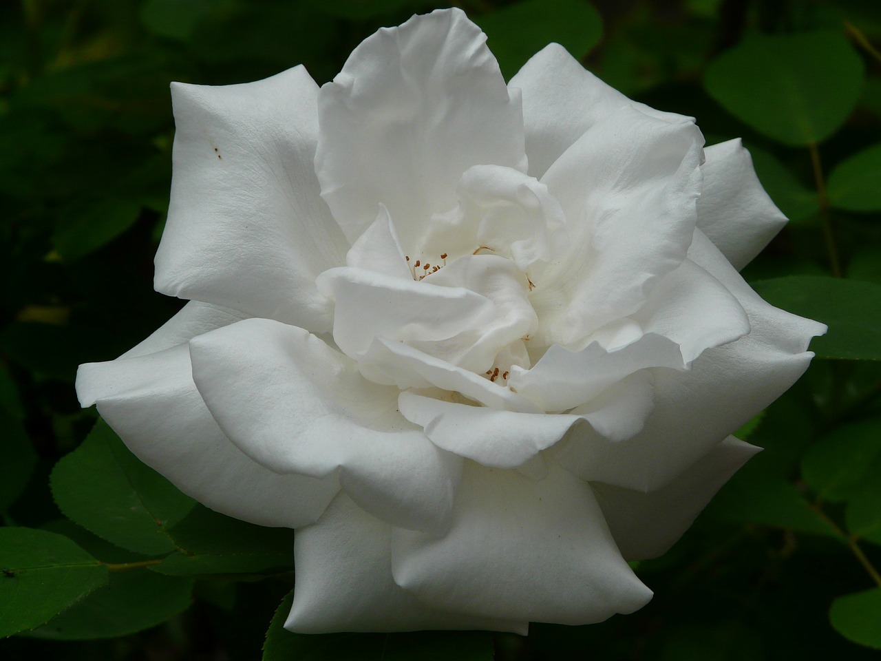 Balta Rožė, Rožė, Išaugo Žydėti, Balta, Žiedlapiai, Kvepiančios Gėlės, Uždaryti, Makro, Flora, Gėlė