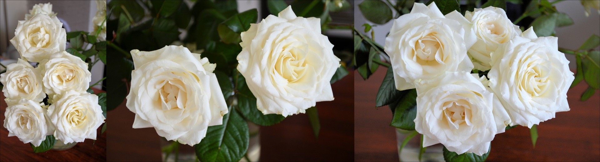 Žydi,  Balta,  Rožės,  Gėlė,  Baltos Rožės, Nemokamos Nuotraukos,  Nemokama Licenzija