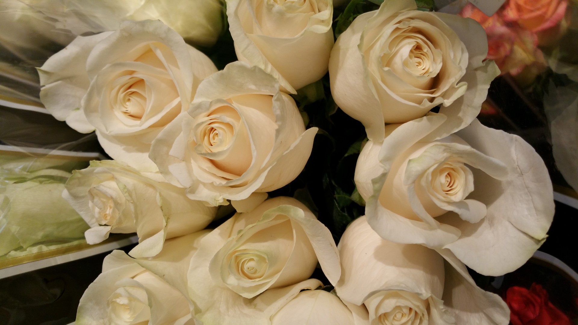 Balta,  Rožė,  Rožės,  Gėlės,  Krūva,  Puokštė,  Baltos Rožės, Nemokamos Nuotraukos,  Nemokama Licenzija