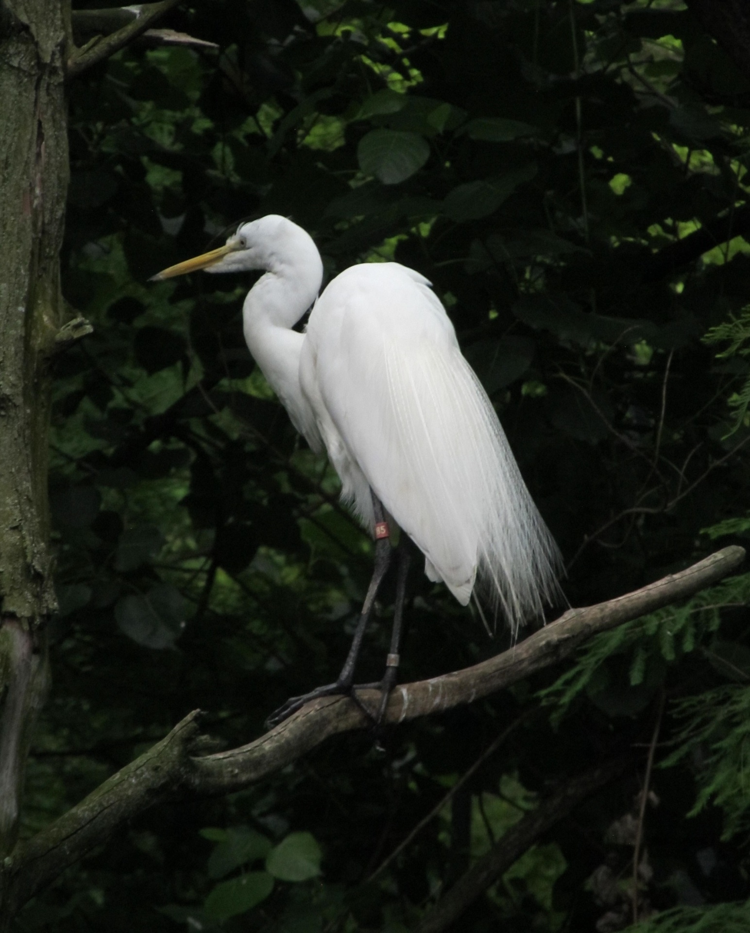 Egret,  Snieguotas,  Vandens Paukščiai,  Paukštis,  Didelis,  Heronas,  Plumėjimas,  Dykuma,  Portretas,  Tapetai