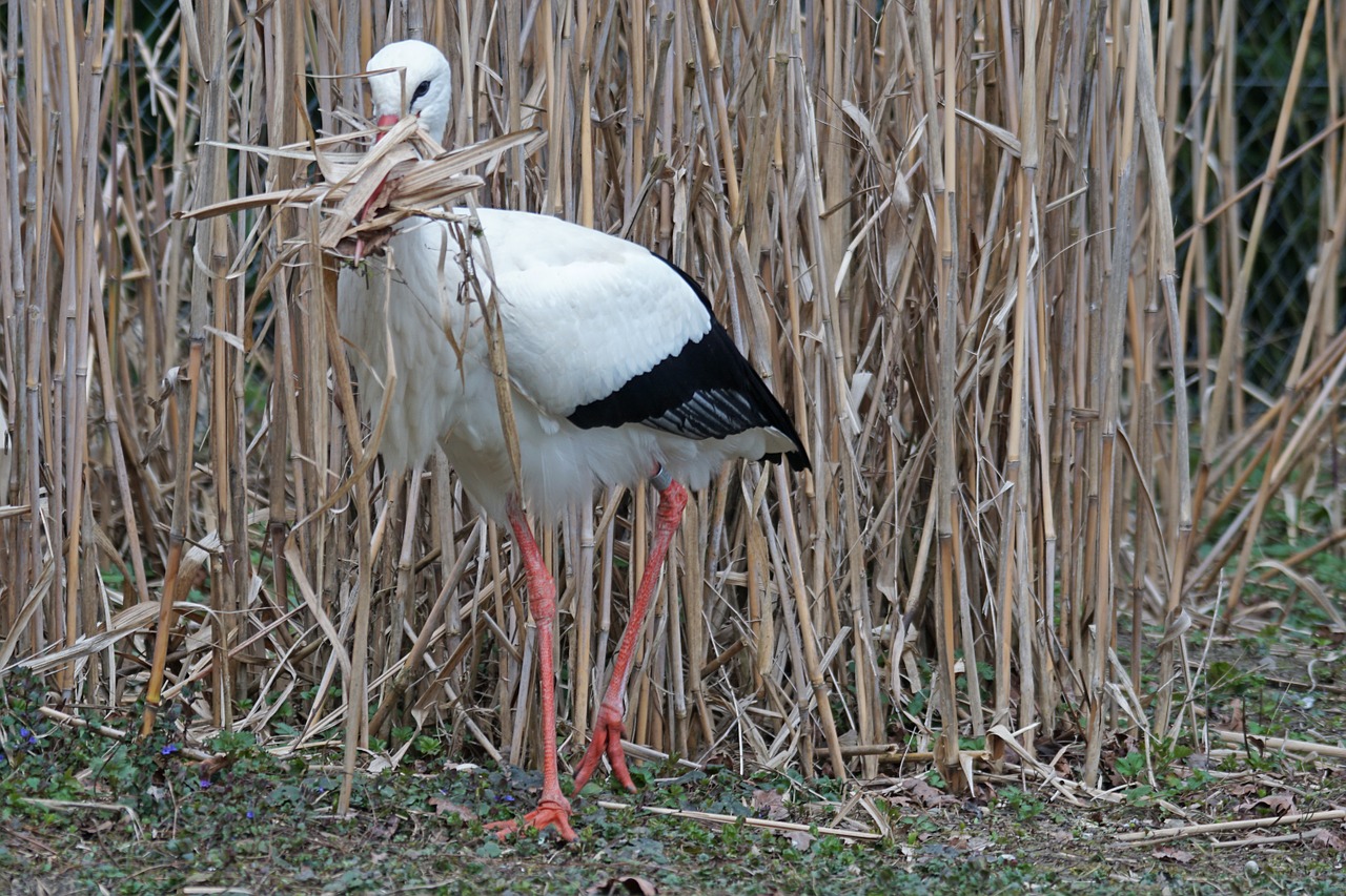 Baltas Gandras, Griuvės Gandras, Adebar, Lizdo Pastatas, Storchennest, Didelis Snapas, Pasididžiavimas, Gyvūnų Portretas, Nemokamos Nuotraukos,  Nemokama Licenzija