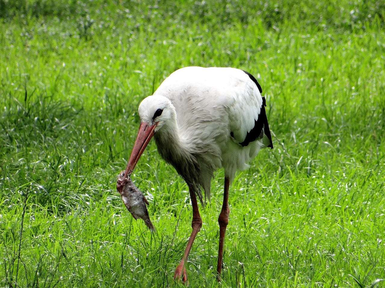 Baltas Gandras, Ciconia Ciconia, Paukštis, Gamta, Pieva, Laukas, Kaimas, Žolė, Žalias, Lizdas