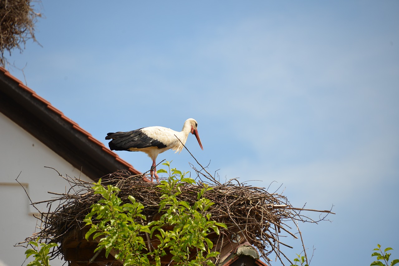 Baltas Gandras, Storchennest, Gandras, Lizdas, Paukštis, Gyvūnas, Griuvės Gandras, Gamta, Dangus, Mėlynas