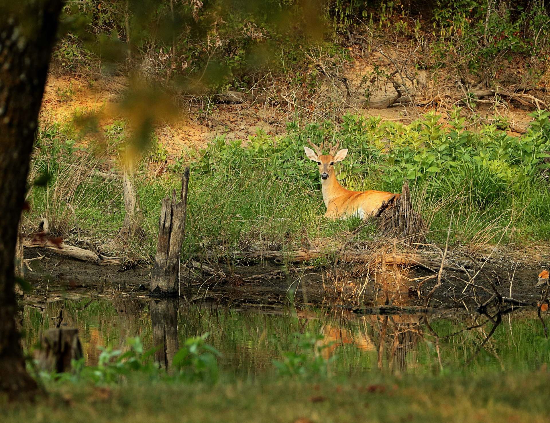 Gamta,  Laukinė Gamta,  Gyvūnai,  Elnias,  Balta Uodega,  Buck,  Antlers,  Melas,  Poilsio,  Žolė