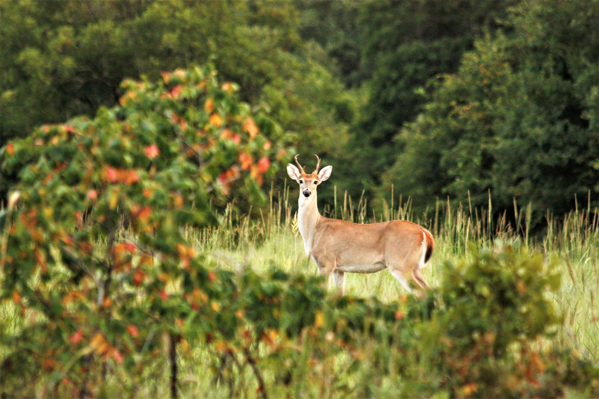 Gamta,  Laukinė Gamta,  Gyvūnai,  Elnias,  Balta Uodega,  Buck,  Žiūri,  Stovintis,  Antlers,  Medžiai