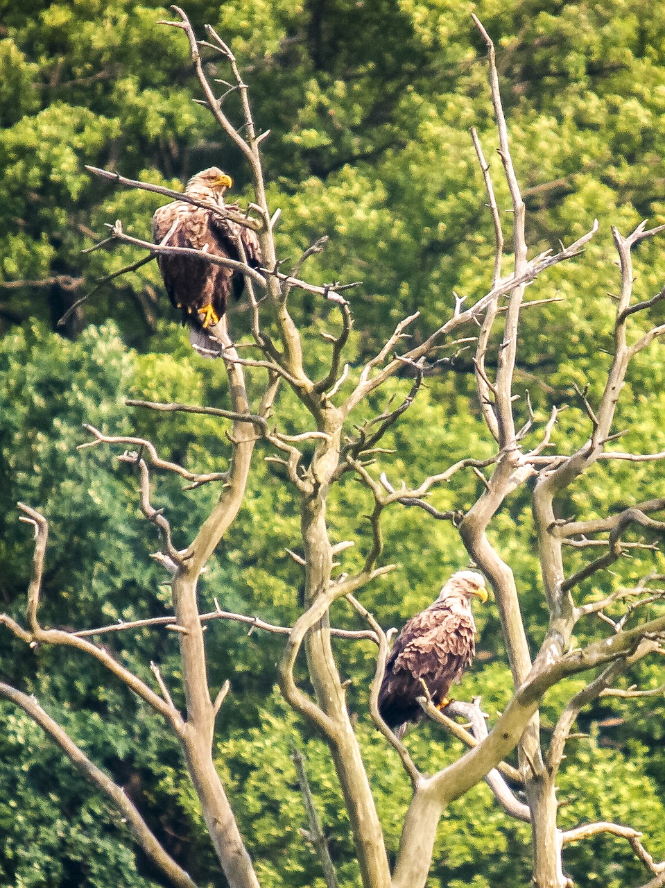 Baltasis Erelis, Adler, Raptoras, Paukštis, Gamta, Gyvūnas, Nemokamos Nuotraukos,  Nemokama Licenzija